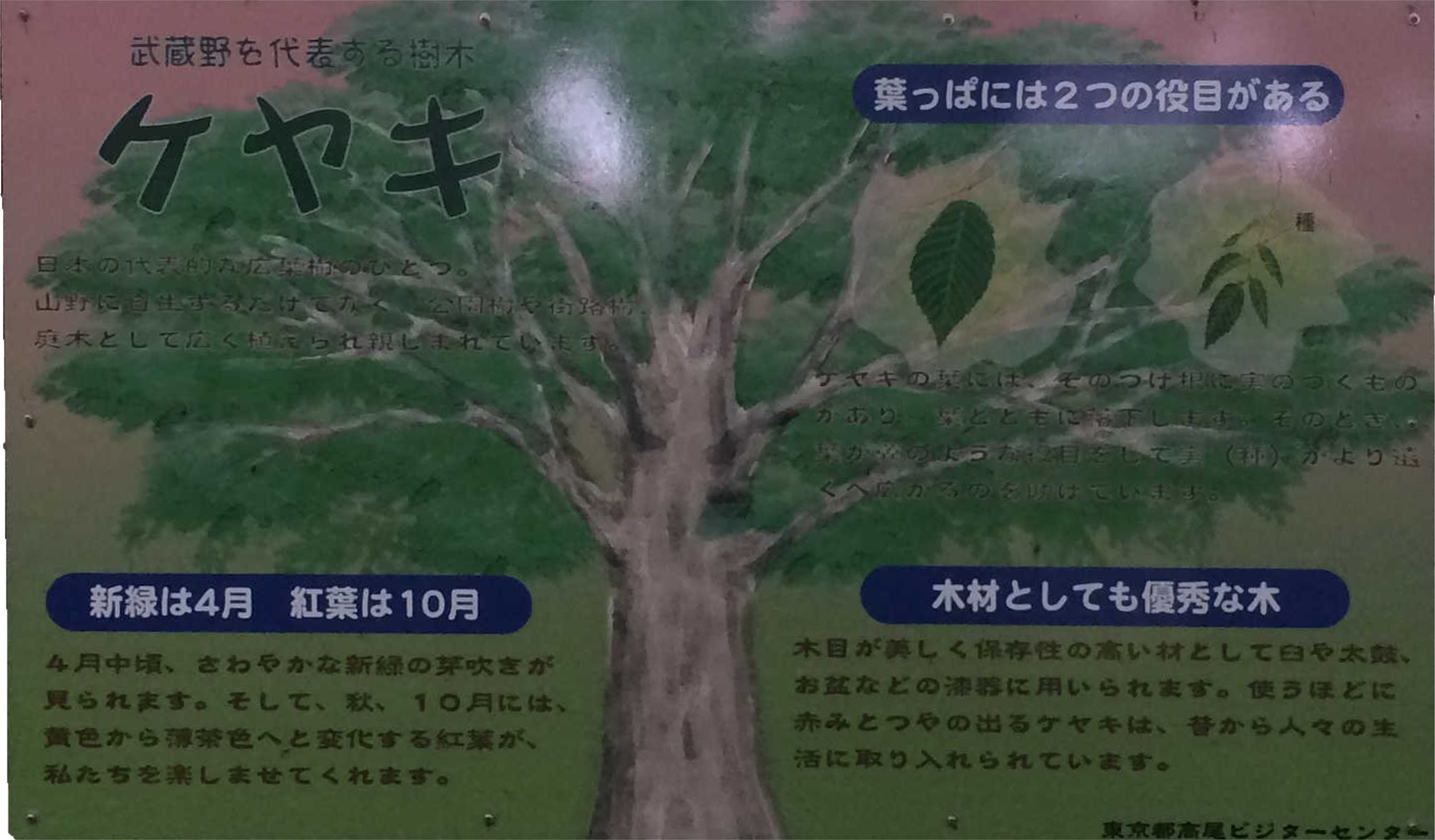 武蔵野を代表する樹木 葉っぱには２つの役目がある ケ ヤ キ